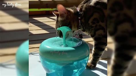 Magic feline fountain